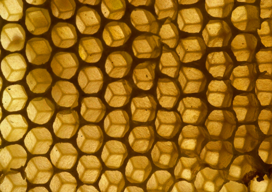 panal1 panal scheme