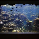 1006526458_23-coral-reef-window 1006526458_23-coral-reef-window Photo © Tim Griffith