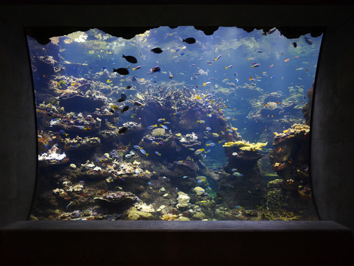 1006526458_23-coral-reef-window Photo © Tim Griffith