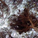2077991781_zenit trees representation