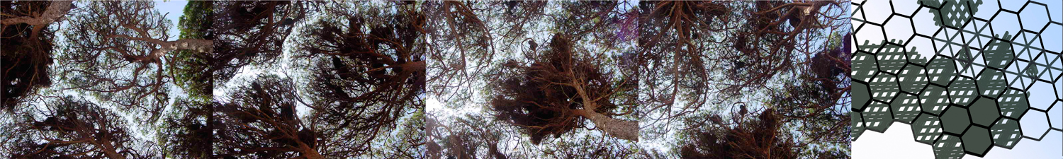 2077991781_zenit trees representation