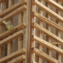 288126220_wood-iguana 288126220_wood-iguana
