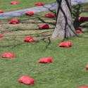 1250477991-field-low-brummund-04 Photo by Karen Brummund