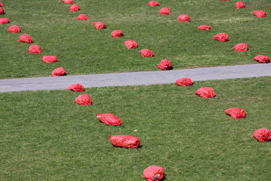 1250478018-field-low-brummund-05 Photo by Karen Brummund