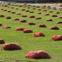 1250478344-field-low-pezo-05 1250478344-field-low-pezo-05 Photo by Mauricio Pezo