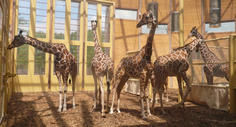 1250862697-05-lam-architects--giraffes-inside-1 1250862697-05-lam-architects--giraffes-inside-1