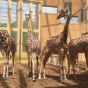 1250862697-05-lam-architects--giraffes-inside-1 1250862697-05-lam-architects--giraffes-inside-1 1250862697-05-lam-architects--giraffes-inside-1