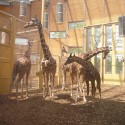 1250862705-05-lam-architects--giraffes-inside-2