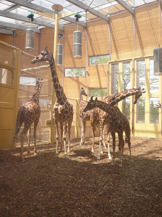 1250862705-05-lam-architects--giraffes-inside-2 1250862705-05-lam-architects--giraffes-inside-2
