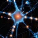 brain02 brain02