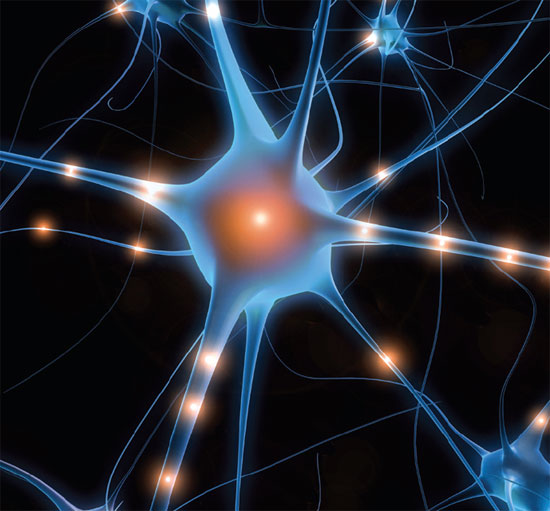 brain02 brain02