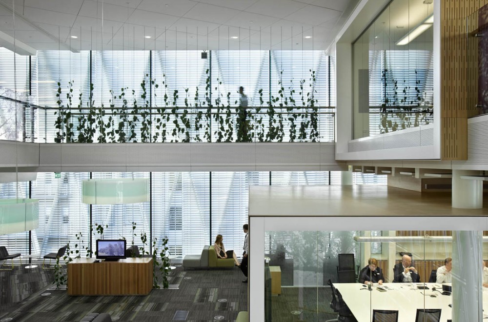 Meeting Room Vines Meeting Room Vines
