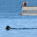 SeaShelter_1 SeaShelter_1