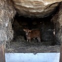 House - The Truffle - Ensamble Estudio © Ensamble Estudio