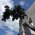 18. Pinus sylvestris, also known as Scotch Pine, is part of the Pinaceae family with an origin from Central Europe. With a height of 9.9/11.55 ft., the exhibited Scotch Pine is 50-60 years old / © Enea