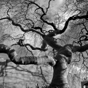 DSC29743_bnw 18. Pinus sylvestris, also known as Scotch Pine, is part of the Pinaceae family with an origin from Central Europe. With a height of 9.9/11.55 ft., the exhibited Scotch Pine is 50-60 years old / © Enea