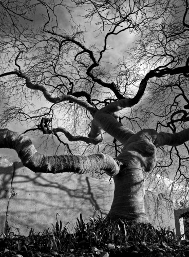 DSC29743_bnw DSC29743_bnw 18. Pinus sylvestris, also known as Scotch Pine, is part of the Pinaceae family with an origin from Central Europe. With a height of 9.9/11.55 ft., the exhibited Scotch Pine is 50-60 years old / © Enea