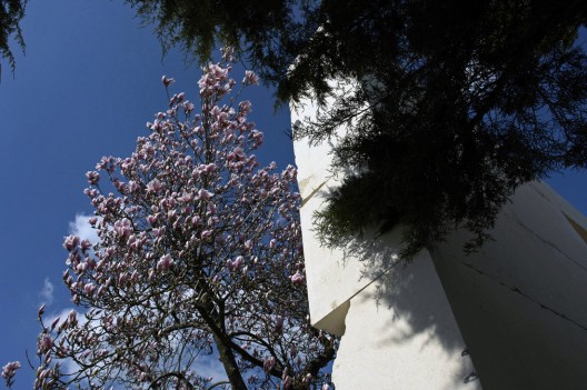 DSC30202_edited DSC30202_edited Left: 3. Magnolia soulangeana, also known as Saucer Magnolia, is part of the Magnoliaceae family with an origin from North America. With a height of 18.15/19.9 ft., the exhibited Saucer Magnolia is 70-80 years old. Right: 2. Juniperus communis, also known as Common Juniper, is part of the Cupressaceae family with an origin from Europe, North America and East Asia. With a height of 13.2/14.85 ft., the exhibited Common Juniper is 60-70 years old. / © Enea