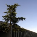 DSC30675_edited 28. Cedrus libani, also known as Lebanon Cedar, is part of the Pinaceae family with an origin from West Asia. With a height of TBD ft., the exhibited Linden is TBD years old. / © Enea
