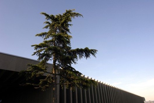 DSC30675_edited DSC30675_edited 28. Cedrus libani, also known as Lebanon Cedar, is part of the Pinaceae family with an origin from West Asia. With a height of TBD ft., the exhibited Linden is TBD years old. / © Enea