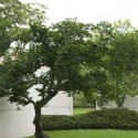 museum 005 Left: 4. Ulmus minor, also known as Field Elm, is part of the Ulmaceae family with an origin from Middle and South Europe. With a height of 8.25 ft., the exhibited Field Elm is 35-40 years old. Middle: 5. Acer japonicum ‘Aconitifolium’, also known as Fullmoon Maple, is part of the Aceraceae family with an origin from Japan. With a height of 18.15/19.8 ft., the exhibited Linden is 40-50 years old. Right: 2. Juniperus communis, also known as Common Juniper, is part of the Cupressaceae family with an origin from Europe, North America and East Asia. With a height of 13.2/14.85 ft., the exhibited Common Juniper is 60-70 years old. / © Enea