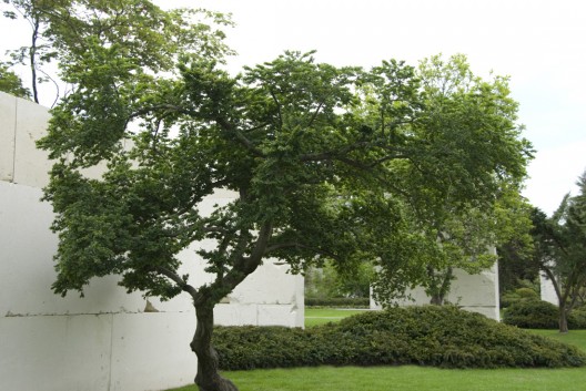 museum 005 museum 005 Left: 4. Ulmus minor, also known as Field Elm, is part of the Ulmaceae family with an origin from Middle and South Europe. With a height of 8.25 ft., the exhibited Field Elm is 35-40 years old. Middle: 5. Acer japonicum ‘Aconitifolium’, also known as Fullmoon Maple, is part of the Aceraceae family with an origin from Japan. With a height of 18.15/19.8 ft., the exhibited Linden is 40-50 years old. Right: 2. Juniperus communis, also known as Common Juniper, is part of the Cupressaceae family with an origin from Europe, North America and East Asia. With a height of 13.2/14.85 ft., the exhibited Common Juniper is 60-70 years old. / © Enea