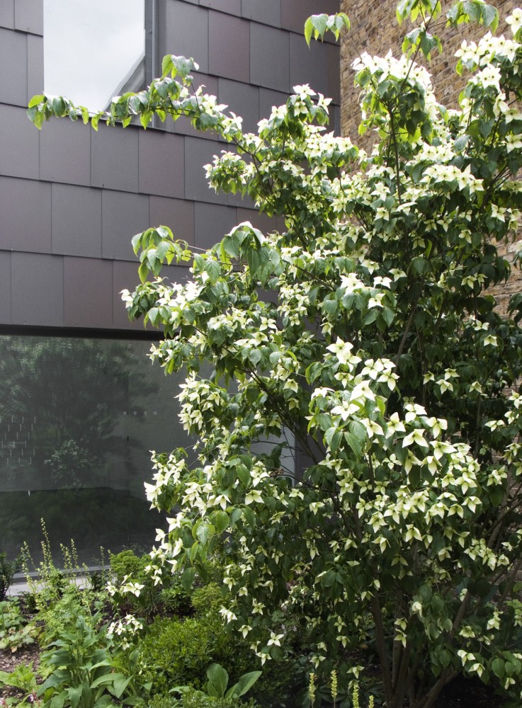 South London Gallery / 6a Architects
