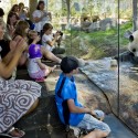 Adelaide Zoo Giant Panda Forest - Hassell Adelaide Zoo Giant Panda Forest - Hassell © Ben Wrigley