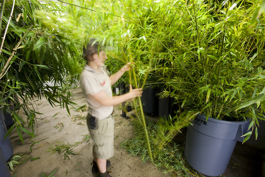 Adelaide Zoo Giant Panda Forest / Hassell