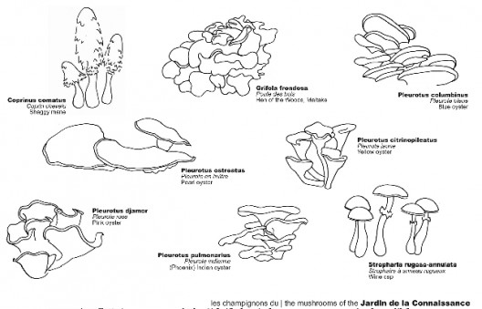 Mushrooms in the garden