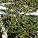 Miami Beach Soundscape / West 8