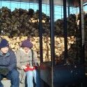 WOODPILE-082-DAN HARPER © Dan Harper