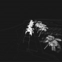 render render