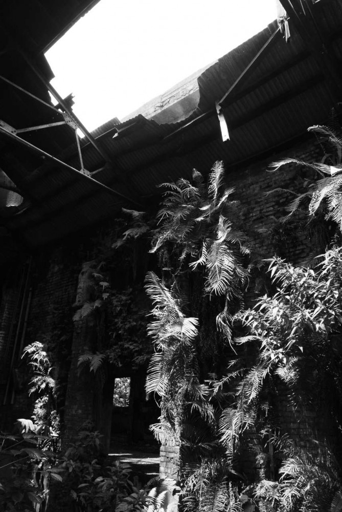 The Paradise Lost in Time / Interbreeding Field