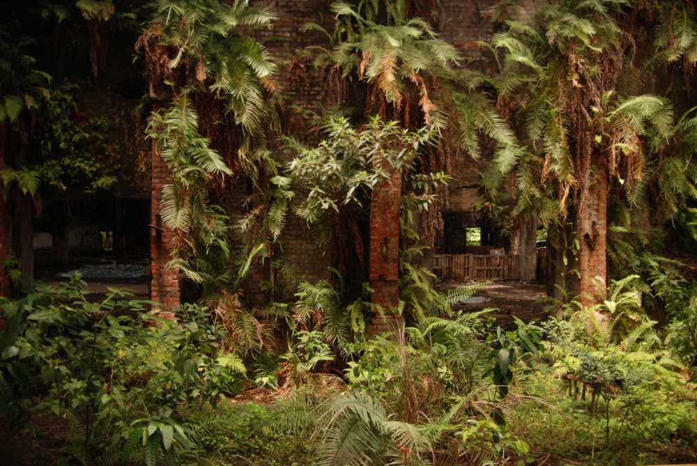 The Paradise Lost in Time / Interbreeding Field