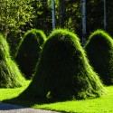 Roundup (After Monet) / Legge Lewis Legge © Legge Lewis Legge