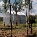 Standless Steel / FAS(t) (11)