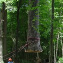 visiondivision_chop_stick_6_tree_in_the_air_72dpi © Visiondivision.  Photographed by Donna Sink. The yellow poplar tree hanging from the crane