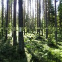 'Clear Cut' Land Art Installation (6) 'Clear Cut' Land Art Installation (6) Courtesy of Kjellgren Kaminsky Architecture