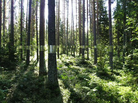 'Clear Cut' Land Art Installation (6)