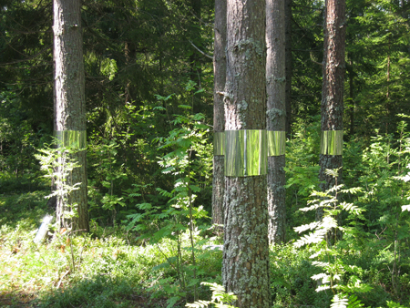 'Clear Cut' Land Art Installation (1)