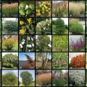 Recreational Family Housing (11) plant palette