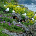 PUSHAK_Bispevika_011 PUSHAK_Bispevika_011 Ecology of the Islands - Courtesy of Pushak