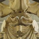 Beaty Biodiversity Centre / Aquatic Ecosystems Research La?atory / Patkau Architects Beaty Biodiversity Centre / Aquatic Ecosystems Research La?atory / Patkau Architects © James Dow