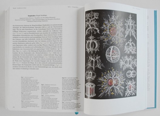 Form Follows Nature / Rudolf Finsterwalder (2)