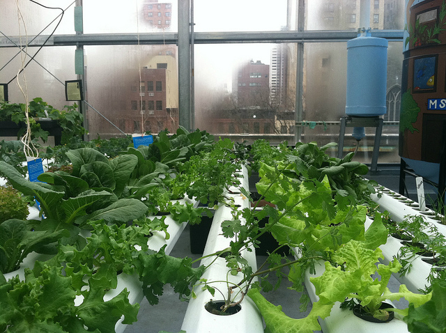 Largest Rooftop Farm Coming to Brooklyn, NY