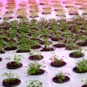 The Plant Chicago: An Old Chicago Factory is Converted into a No-Waste Food Factory (7) The Plant Chicago: An Old Chicago Factory is Converted into a No-Waste Food Factory (7) © Flickr user Plant Chicago