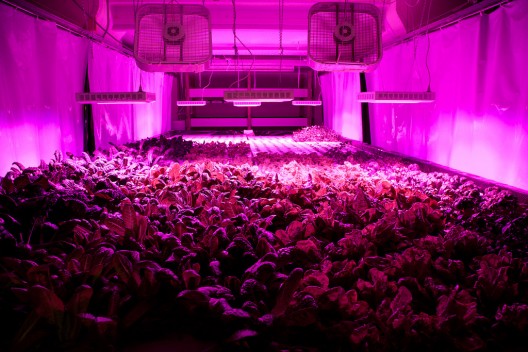 The Plant Chicago: An Old Chicago Factory is Converted into a No-Waste Food Factory (6)