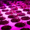 The Plant Chicago: An Old Chicago Factory is Converted into a No-Waste Food Factory (5) The Plant Chicago: An Old Chicago Factory is Converted into a No-Waste Food Factory (5) © Flickr user Plant Chicago