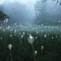 Impresionantes Bruce Munro Instalaciones LED iluminan los jardines de Longwood (1) Impresionantes Bruce Munro Instalaciones LED iluminan los jardines de Longwood (1) Cortesía de Bruce Munro
